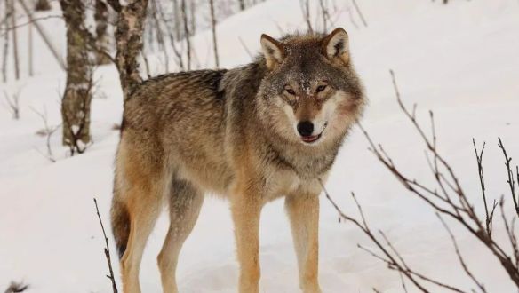 „Túl bátrak” lettek a svájci farkasok, háborognak a gazdák
