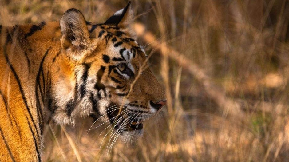 Már csak néhány évtized, és eltűnhet a bengáli tigris az egyik utolsó élőhelyéről is