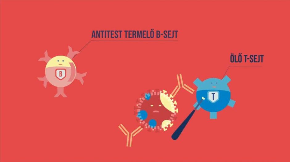Tarantinós utalással jön a Semmelweis Egyetem vakcinákról szóló animációs filmje