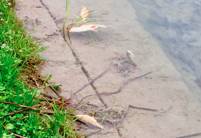 Vegyszert öntött valaki egy egri tóba, hogy kipusztítsa a halakat