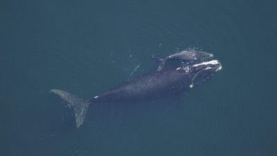 Egy év után újra látták a kihalófélben lévő bálnafaj kicsinyeit