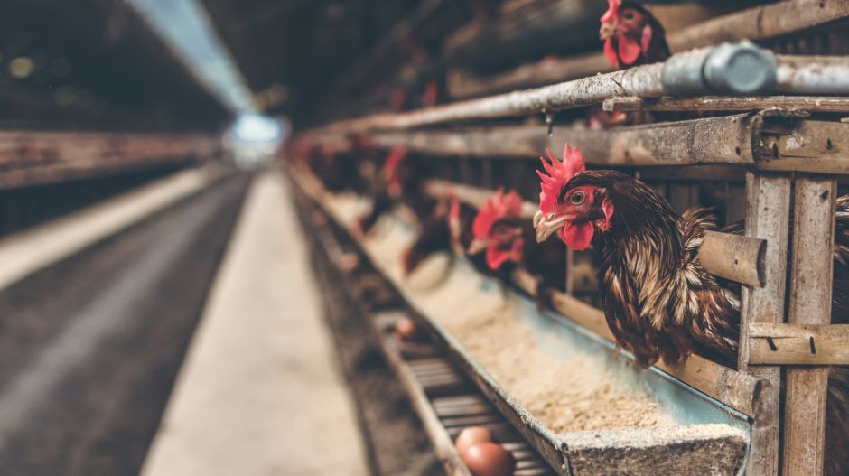 Hatalmas halmokban állnak az éhen halt állatok tetemei Európa legnagyobb csirkefarmjának udvarán Herszonnál