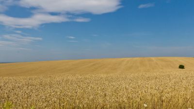 A gabonaexportról tárgyal Oroszország és Ukrajna Isztambulban