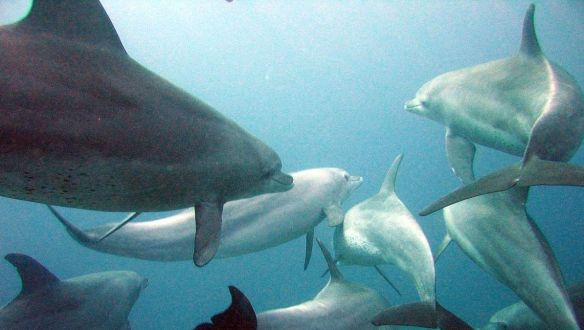 Delfineket pusztított az óceán melegedése
