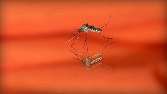 Génmódosított szúnyogokkal küzdenek a malária ellen Afrikában