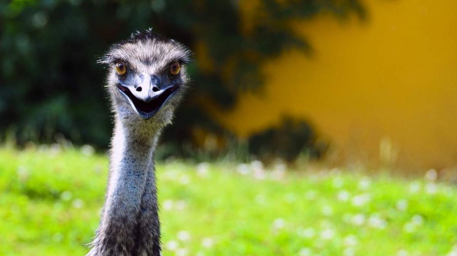 Spanyol rendőrök halálra stresszeltek egy emut