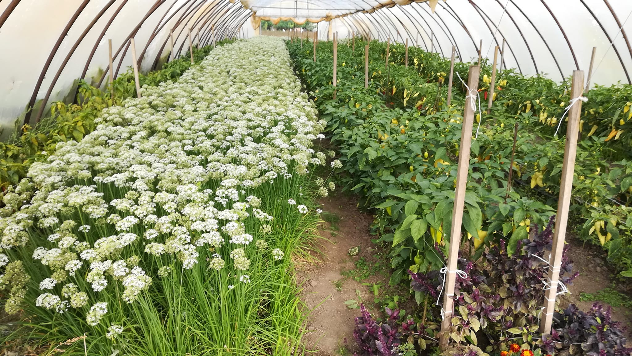 Tipikus zöldségsátor egy biogazdaságban.