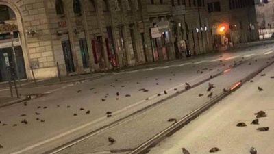 Tényleg csak a tűzijátékok miatt pusztult el ennyi madár szilveszterkor Rómában?
