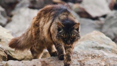 Kenguruhúsból készült mérgező kolbásszal irtja a macskákat az ausztrál kormány