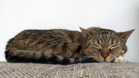 Pozitív teszt és két hét karantén után kiengedték Szöulban az első igazolt koronavírusos macskát