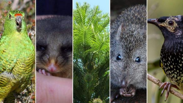 Öt élőlény, ami kipusztulhat az ausztrál bozóttüzekben