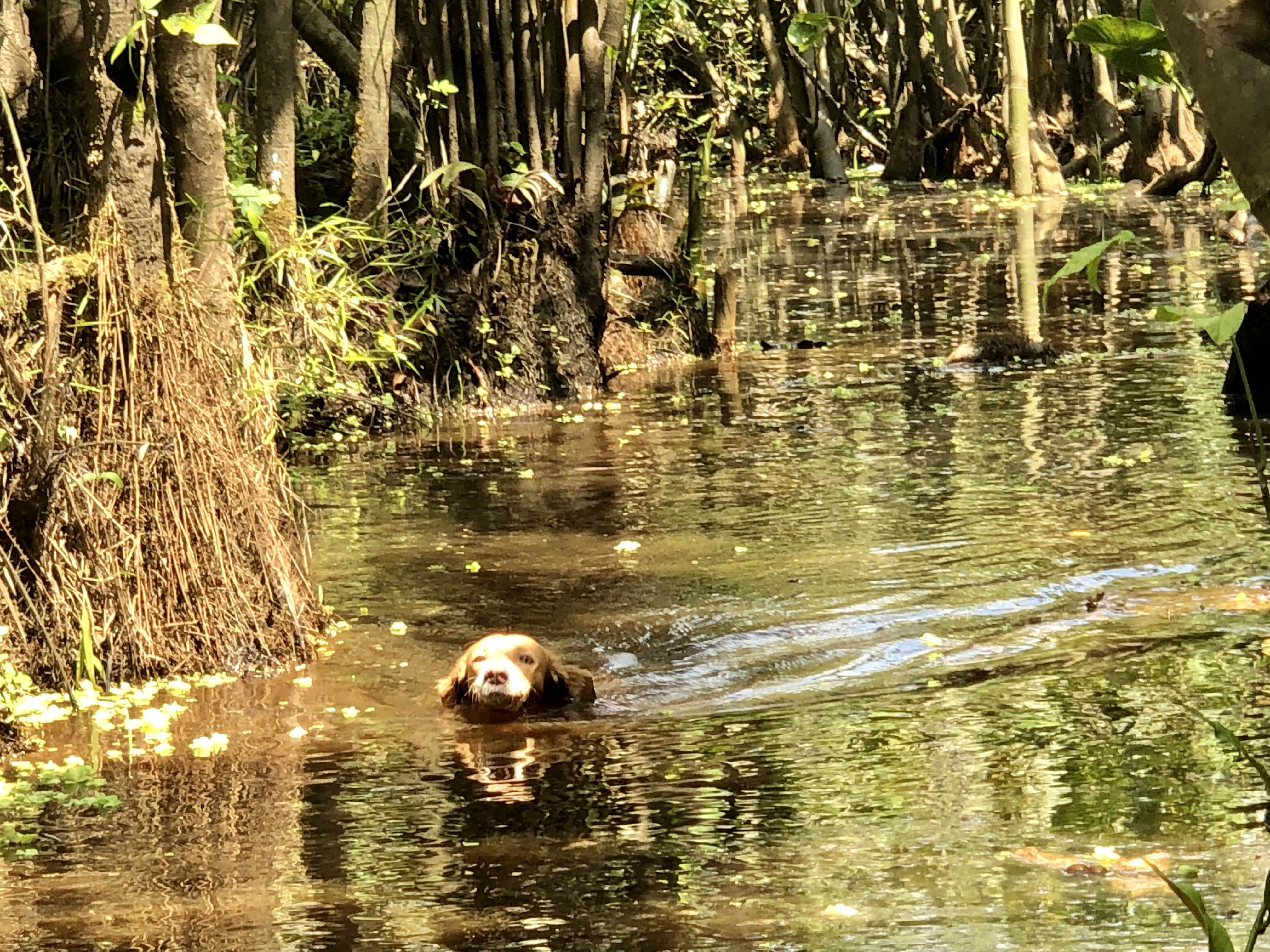 Miközben a vadállatok elbújtak, La Gringa megmártózott az Amazonasban.
