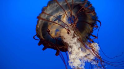 Környezetvédő vagy? Akkor egyél medúzát!