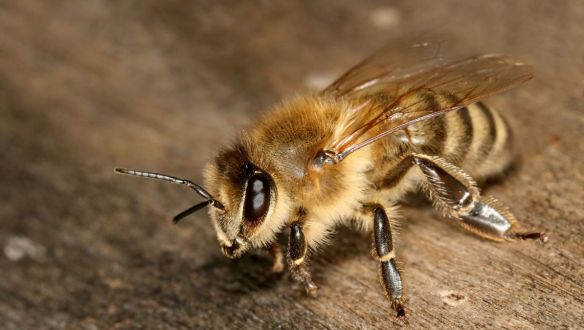 Teljesen megváltoztatják a méhek viselkedését az elektromos vezetékek