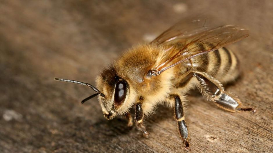 Teljesen megváltoztatják a méhek viselkedését az elektromos vezetékek