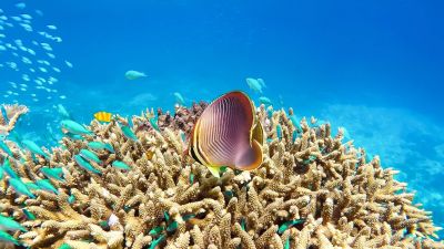A Nagy-korallzátony koralljainak fele elveszett az elmúlt 25 évben