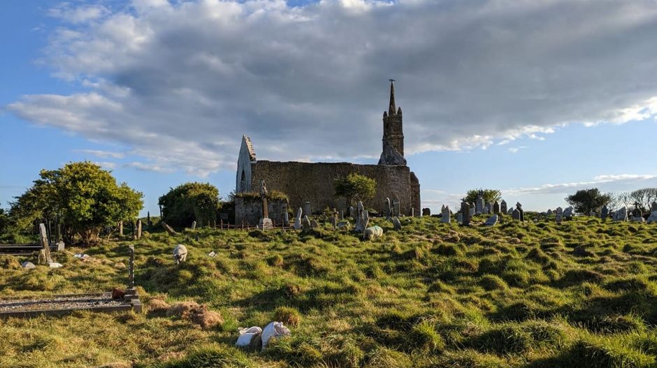 Kecskéket és juhokat is bevetnek Írországban elfeledett sírok feltáráshoz