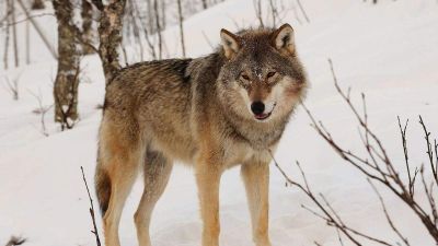 Több millió forintnyi jutalmat fizetnek Belgiumban annak, aki információval szolgál egy farkas eltűnéséről