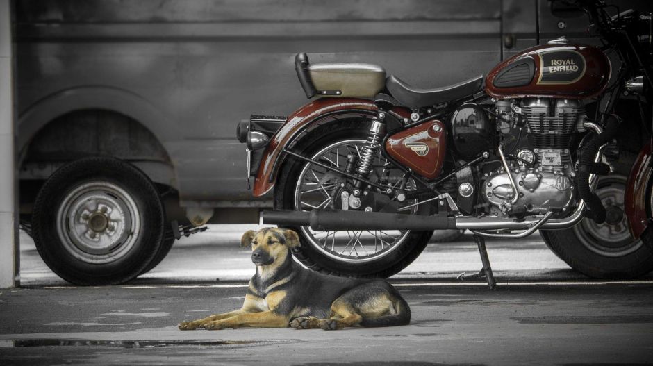 Addig üldözött egy kutya egy motorost, amíg rá nem vette, hogy mentse meg egy szeméttárolóban hagyott csecsemő életét