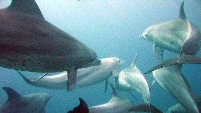 Durva szennyezések veszélyeztetik a palackorrú delfinek egyik utolsó nagy európai populációját