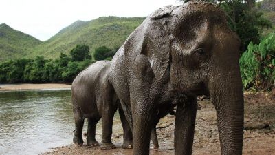 Megkínzott elefántokról készült képek borzolják a kedélyeket Thaiföldön