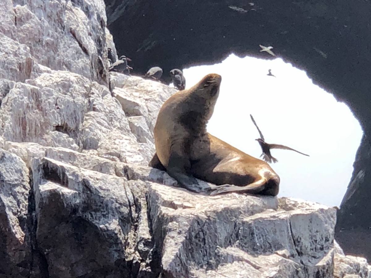 Unatkozó fóka a déli Paracashoz közeli Ballestas-szigetek nemzeti parkjában. Ez az ellen-Máncora: szikrázó napsütés, és hideg óceán – a Humboldt-áramlat hűti rendesen a partokat. Még a környék jellegzetes pingvinjeit is a német tudósról nevezték el. A perui Gálapagos.