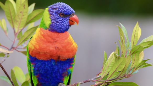 Győr polgármestere sem tudta megfékezni az ipari parkban elszabadult papagájt