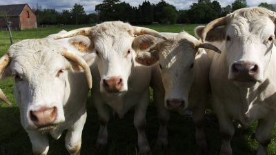 Megmenekülnek a halálra ítélt lengyel tehenek