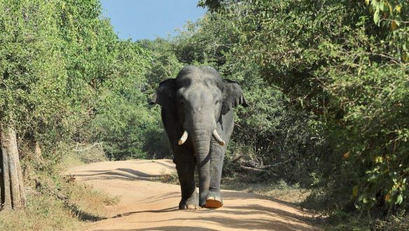 Az ember is tehet róla, hogy rekordmennyiségű elefánt pusztult el Srí Lankán