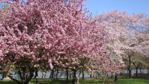 Cseresznyefákat ültetnek a járványban elhunytak emlékére Nagy-Britanniában